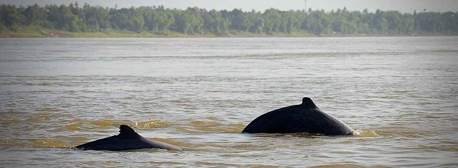 1. Kratie Irrawaddy Dolphins