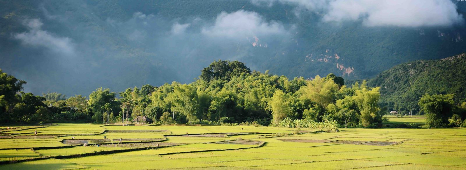 Walking through lush rice paddies in Mai Chau